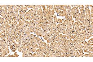 Immunohistochemistry (IHC) image for anti-3-Hydroxy-3-Methylglutaryl-CoA Reductase (HMGCR) (AA 638-887) antibody (ABIN7435559)