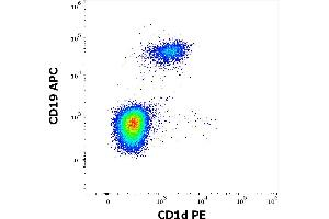 Flow cytometry multicolor surface staining of human gated lymphocytes stained using anti-human CD1d (51. (CD1d 抗体  (PE))