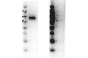 Western Blot of Rabbit anti-RON antibody. (MST1R 抗体  (Internal Region, Tyr1360))