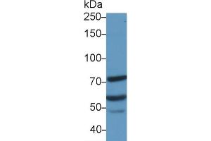 Western Blot; Sample: Human Jurkat cell lysate; Primary Ab: 1µg/ml Rabbit Anti-Human MTA2 Antibody Second Ab: 0.