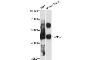 Western blot analysis of extracts of various cell lines, using GNAL antibody (ABIN6293327) at 1:3000 dilution. (GNAL 抗体)