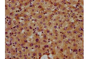 IHC image of ABIN7171048 diluted at 1:400 and staining in paraffin-embedded human liver tissue performed on a Leica BondTM system. (SNED1 抗体  (AA 1200-1341))