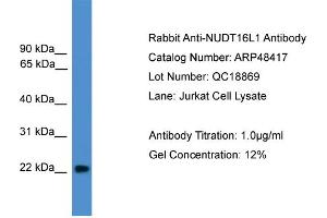 WB Suggested Anti-NUDT16L1  Antibody Titration: 0. (NUDT16L1 抗体  (Middle Region))