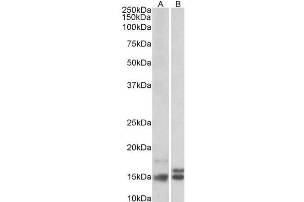 Neurogranin 抗体  (Internal Region)
