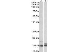 Antibody (2µg/ml) staining of Human Cerebellum (A) and Rat Brain (B) lysates (35µg protein in RIPA buffer). (Neurogranin 抗体  (Internal Region))