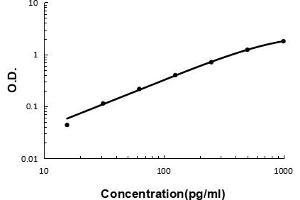 Sandwich ELISA - Recombinant mouse IL10 protein standard curve.