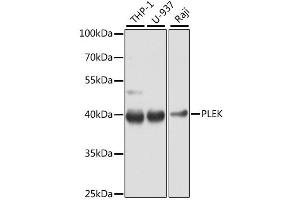 Western blot analysis of extracts of various cell lines, using PLEK antibody (ABIN6290796) at 1:1000 dilution. (Pleckstrin 抗体)