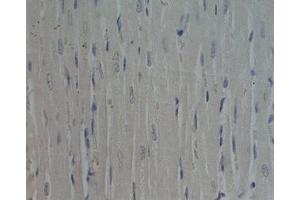 Rat heart tissue was stained by Preimmunoserum (Adiponectin Receptor 1 抗体  (AA 357-375))