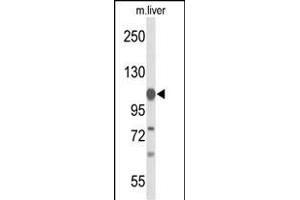 Western blot analysis of GLDC Antibody (N-term) (ABIN653448 and ABIN2842886) in mouse liver tissue lysates (35 μg/lane). (GLDC 抗体  (N-Term))