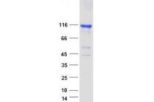 Western Blotting (WB) image for Striatin Interacting Protein 2 (STRIP2) (Transcript Variant 1) protein (Myc-DYKDDDDK Tag) (ABIN2720786)
