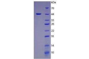 SDS-PAGE analysis of Pig Interferon alpha Protein. (IFNA 蛋白)