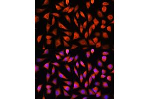 Immunofluorescence analysis of L929 cells using RHOG Rabbit pAb (ABIN7269864) at dilution of 1:100. (RHOG 抗体)
