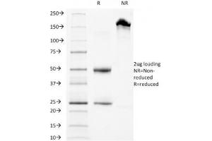 SDS-PAGE Analysis of Purified, BSA-Free LAMP3 Antibody (clone LAMP3/968). (LAMP3 抗体)