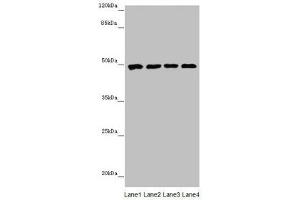 Western blot All lanes: CYP3A43 antibody at 2. (CYP3A4 抗体  (AA 244-503))