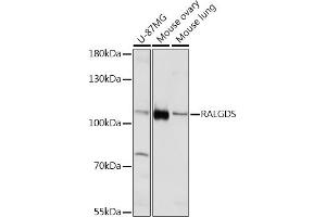 RALGDS 抗体