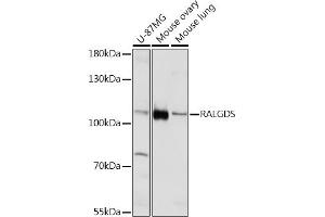 Western blot analysis of extracts of various cell lines, using RALGDS Rabbit pAb (ABIN7269838) at 1:1000 dilution. (RALGDS 抗体)