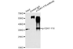 Immunoprecipitation analysis of 200 μg extracts of HT-29 cells treated by starvation using 2. (CDK1 抗体  (pTyr15))