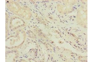 Immunohistochemistry of paraffin-embedded human kidney tissue using ABIN7167348 at dilution of 1:100 (RAB4B 抗体  (AA 2-213))