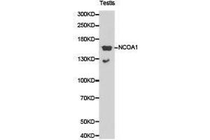 Western Blotting (WB) image for anti-Nuclear Receptor Coactivator 1 (NCOA1) antibody (ABIN1873843) (NCOA1 抗体)