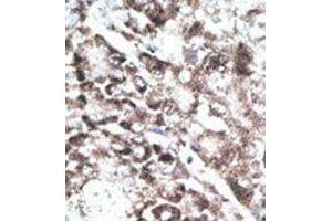 Immunohistochemistry (Paraffin-embedded Sections) (IHC (p)) image for anti-G Protein-Coupled Receptor 37 (Endothelin Receptor Type B-Like) (GPR37) (C-Term) antibody (ABIN359006)