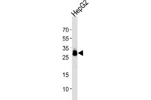 HepG2 Cell lysates, probed with PPT1 (1117CT11. (PPT1 抗体)