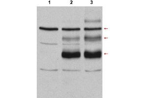 Image no. 1 for anti-V-Myb Myeloblastosis Viral Oncogene Homolog (Avian) (MYB) (Internal Region) antibody (ABIN401455) (MYB 抗体  (Internal Region))