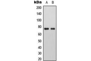 Western blot analysis of ALP expression in HEK293T (A), Raw264. (PLAP 抗体  (N-Term))