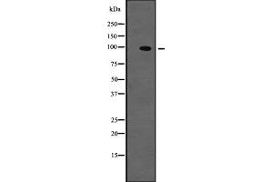 Western blot analysis of TYRO3 expression in NIH3T3 whole cell lysate ;,The lane on the left is treated with the antigen-specific peptide. (TYRO3 抗体  (C-Term))