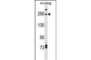 Western blot analysis in mouse lung tissue lysates (35ug/lane). (INF2 抗体  (AA 589-616))