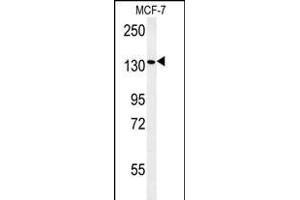 PEX1 Antibody (Center) (ABIN654140 and ABIN2844009) western blot analysis in MCF-7 cell line lysates (35 μg/lane). (PEX1 抗体  (AA 599-628))