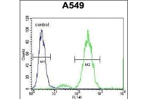 EDN1 Antibody (Center)  flow cytometric analysis of A549 cells (right histogram) compared to a negative control cell (left histogram). (Endothelin 1 抗体  (Center))