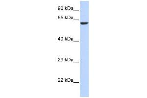 KCNV1 antibody used at 1 ug/ml to detect target protein. (KCNV1 抗体  (N-Term))