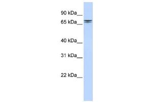 Western Blotting (WB) image for anti-Non-SMC Condensin II Complex, Subunit H2 (NCAPH2) antibody (ABIN2459917)