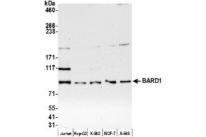 Western Blotting (WB) image for anti-BRCA1 Associated RING Domain 1 (BARD1) (AA 250-300) antibody (ABIN7450976)