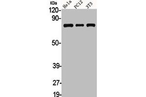 Western Blot analysis of HELA PC12 NIH-3T3 cells using Adducin α/β Polyclonal Antibody
