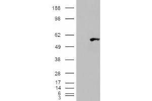 Image no. 2 for anti-WAS/WASL Interacting Protein Family, Member 1 (WIPF1) (C-Term) antibody (ABIN375118) (WIPF1 抗体  (C-Term))