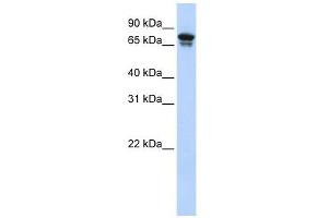 KIF22 antibody used at 1 ug/ml to detect target protein. (KIF22 抗体  (N-Term))