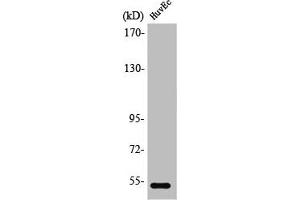 Western Blot analysis of HuvEc cells using PTEN Polyclonal Antibody (PTEN 抗体)
