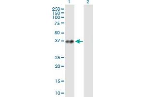 Western Blot analysis of PRPF18 expression in transfected 293T cell line by PRPF18 MaxPab polyclonal antibody. (PRPF18 抗体  (AA 1-342))