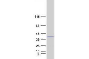 Western Blotting (WB) image for Phosphatidylinositol-Specific phospholipase C, X Domain Containing 1 (PLCXD1) protein (Myc-DYKDDDDK Tag) (ABIN2729140)