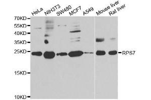 Western Blotting (WB) image for anti-Ribosomal Protein S7 (RPS7) (AA 1-194) antibody (ABIN6147244)