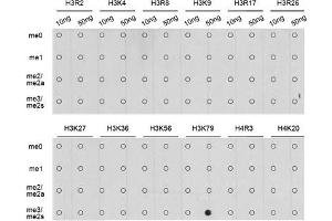 Dot Blot (DB) image for anti-Histone H3 (H3) (H3K79me3) antibody (ABIN3023275)