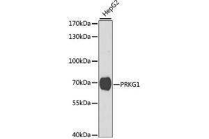 Western blot analysis of extracts of HepG2 cells, using PRKG1 antibody (ABIN3016255, ABIN3016256, ABIN3016257 and ABIN6219669) at 1:1000 dilution. (PRKG1 抗体  (AA 1-300))