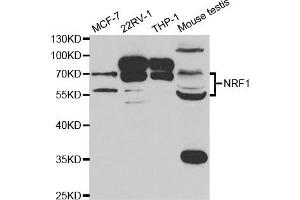 Western Blotting (WB) image for anti-Nuclear Respiratory Factor 1 (NRF1) antibody (ABIN1876727) (NRF1 抗体)