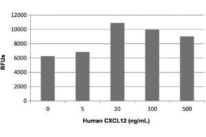Human T cells were allowed to migrate to human CXCL12 at (0, 5, 20, 100 and 500 ng/mL). (CXCL12 蛋白)