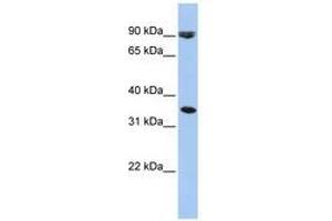 Image no. 1 for anti-Solute Carrier Family 10 (Sodium/bile Acid Cotransporter Family), Member 7 (SLC10A7) (AA 216-265) antibody (ABIN6740841) (SLC10A7 抗体  (AA 216-265))