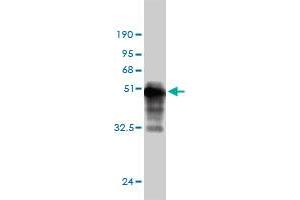 Western Blotting (WB) image for anti-Cyclin L1 (CCNL1) (AA 1-172) antibody (ABIN566075)
