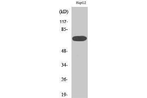 Western Blotting (WB) image for anti-Mitogen-Activated Protein Kinase Kinase Kinase 3 (MAP3K3) (Internal Region) antibody (ABIN3180171) (MAP3K3 抗体  (Internal Region))