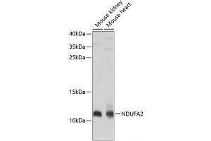 Western blot analysis of extracts of various cell lines using NDUFA2 Polyclonal Antibody at dilution of 1:1000. (NDUFA2 抗体)