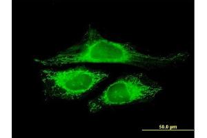 Immunofluorescence of purified MaxPab antibody to CRYZL1 on HeLa cell. (CRYZL1 抗体  (AA 1-113))